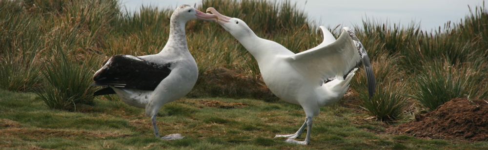 WANDERING ALBATROSS Diomedea exulans